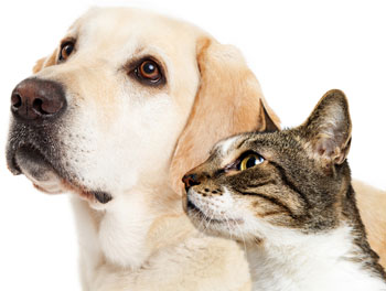 Abbott Road Animal Clinic Veterinarian In East Lansing Mi